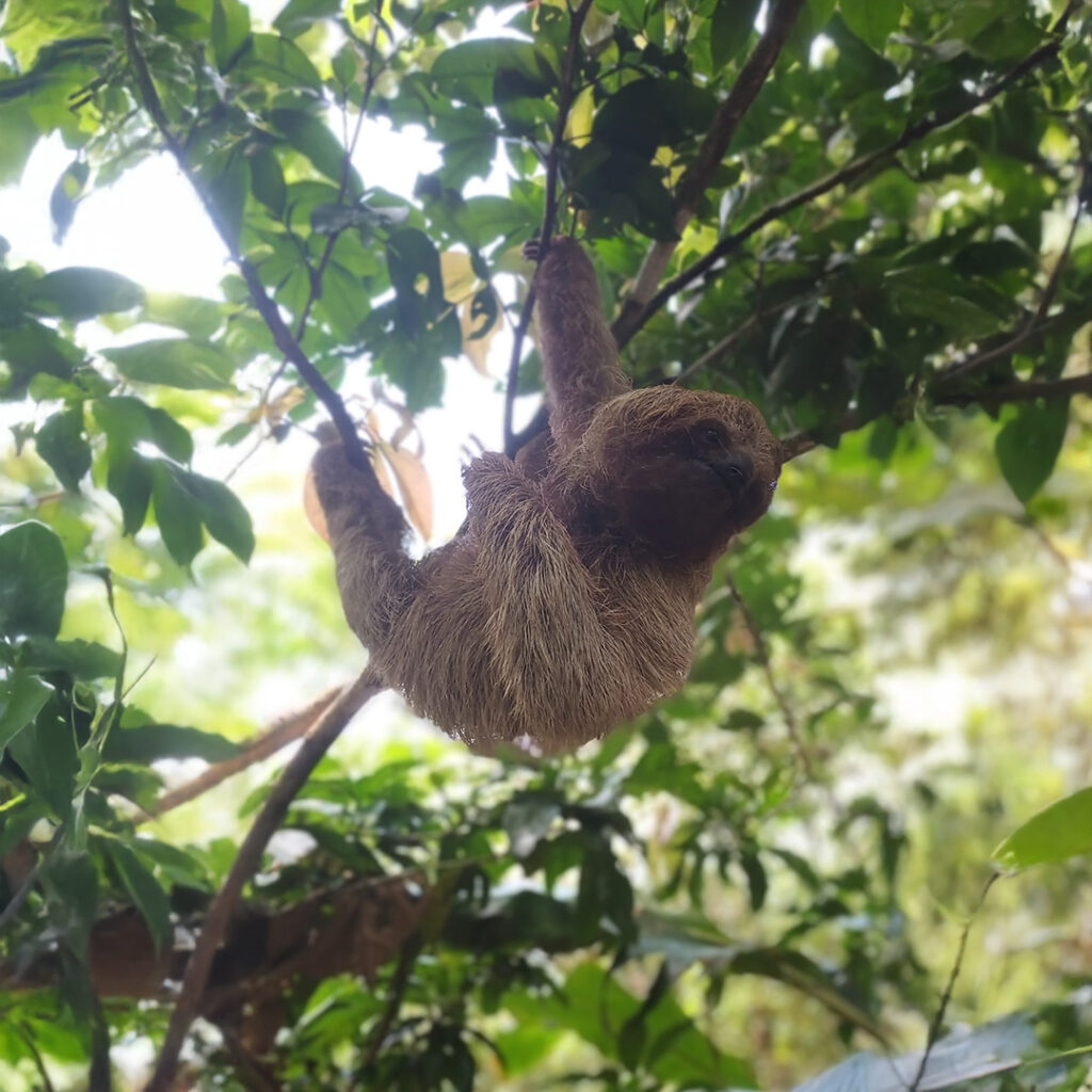 Tour cafe y cacao – 2