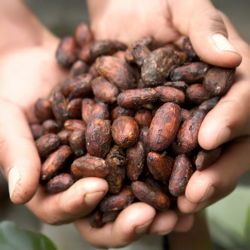 Tour cafe y cacao – 5