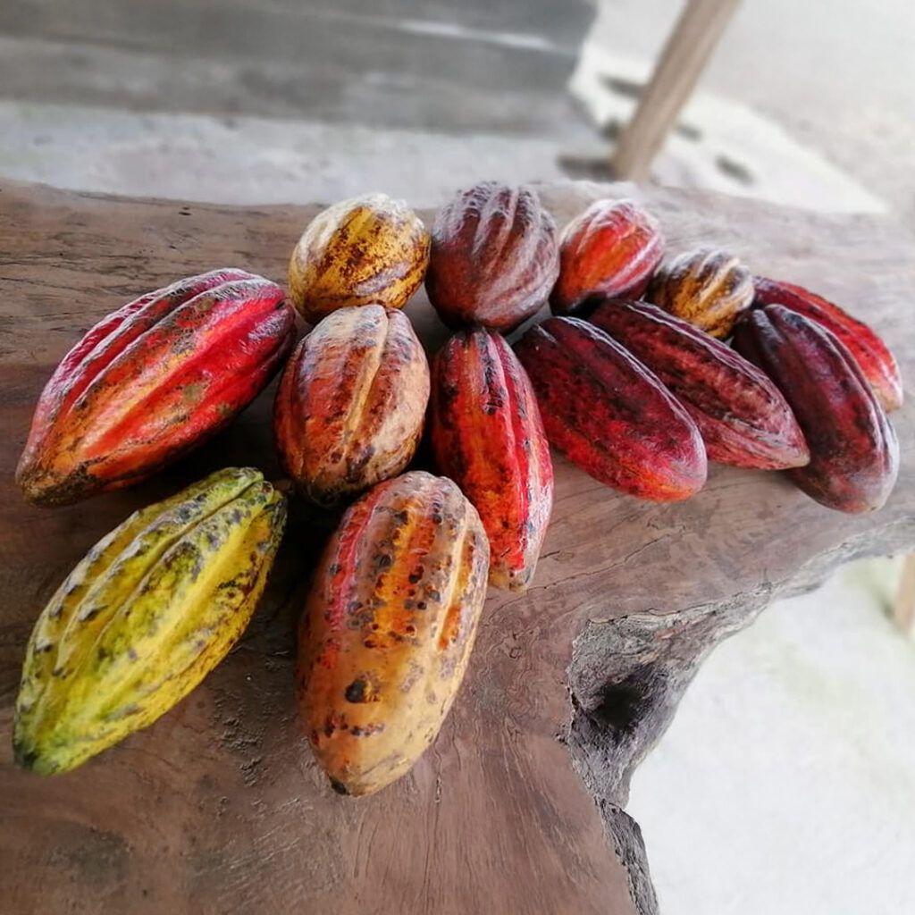 Tour cafe y cacao – 6